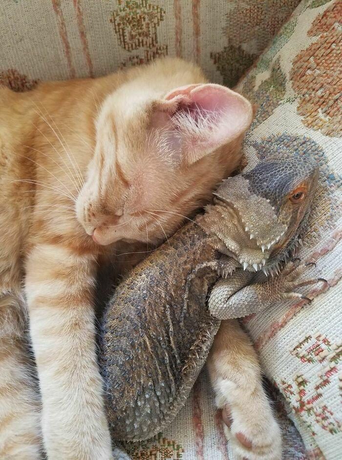 Дружба кошек и ящериц