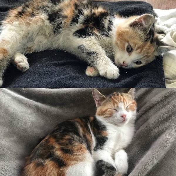 Животные до и после того, как их спасли от бездомной жизни