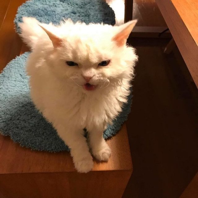 Кошка Тирико, которая всегда выглядит недовольной