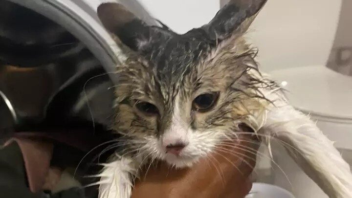 Кот, который пережил стирку в стиральной машине