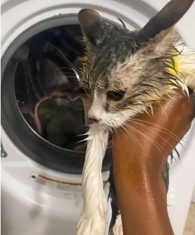 Кот, который пережил стирку в стиральной машине