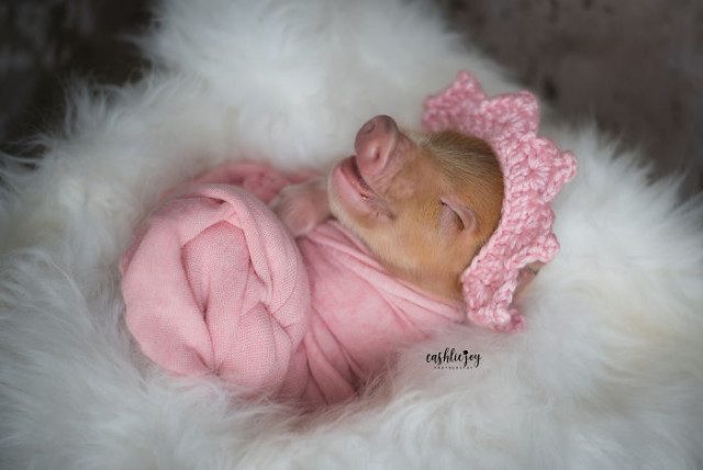 Милые фотографии новорождённого поросёнка