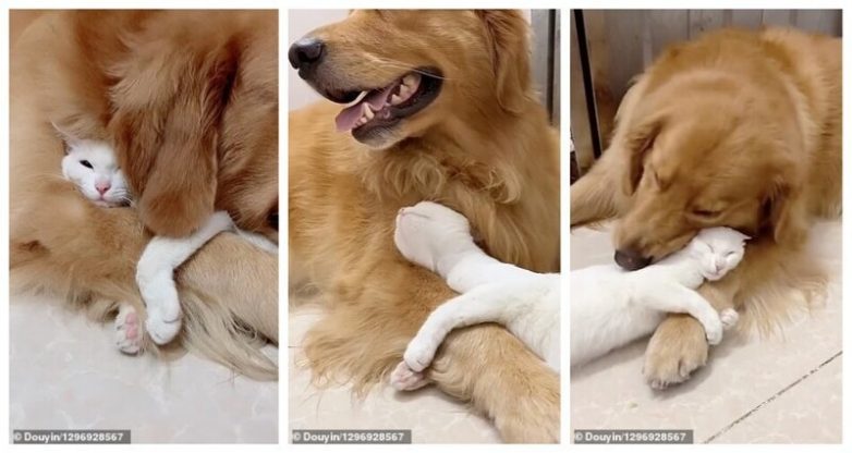 Настоящая дружба между кошкой и собакой
