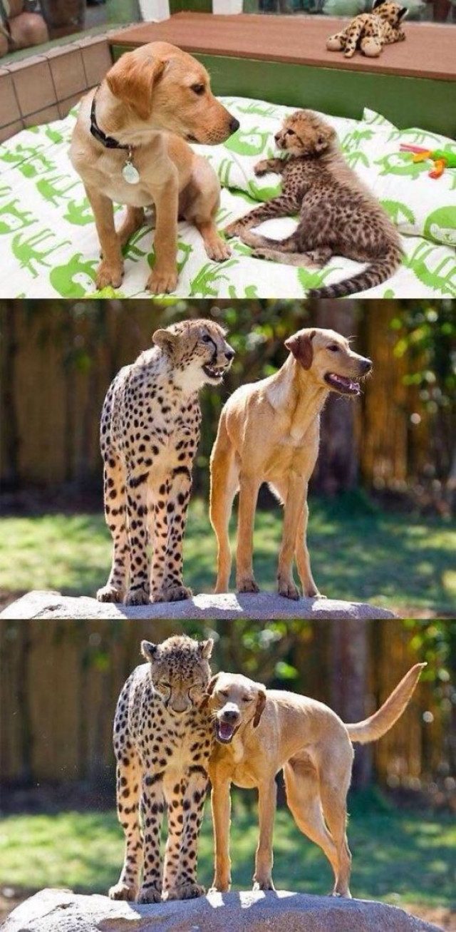 Примеры дружбы между животными, которые растопят ваше сердце