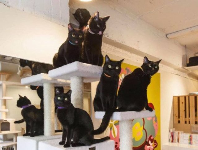 Котокафе с чёрными кошками