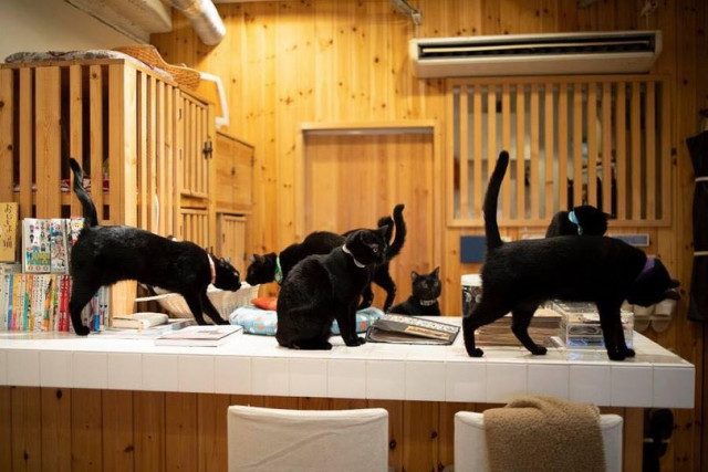 Котокафе с чёрными кошками