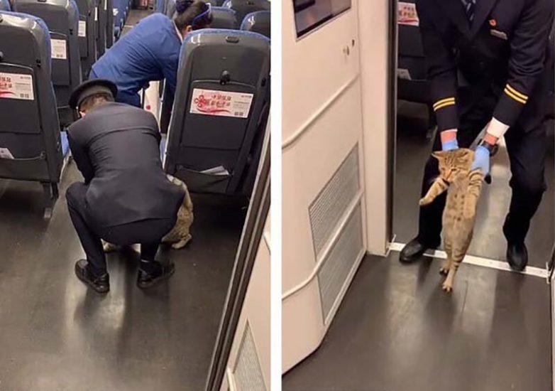 Безбилетную кошку вывели из поезда