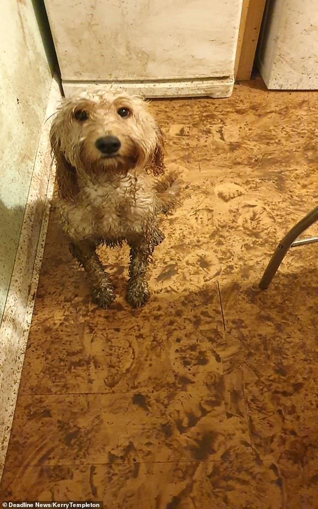Собачка, которая испачкала в грязи всю кухню, но избежала наказания