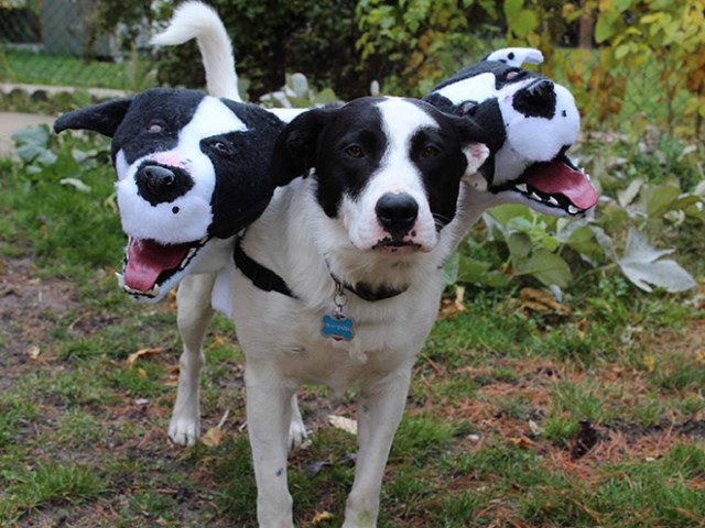 Костюмы на Хэллоуин для собак