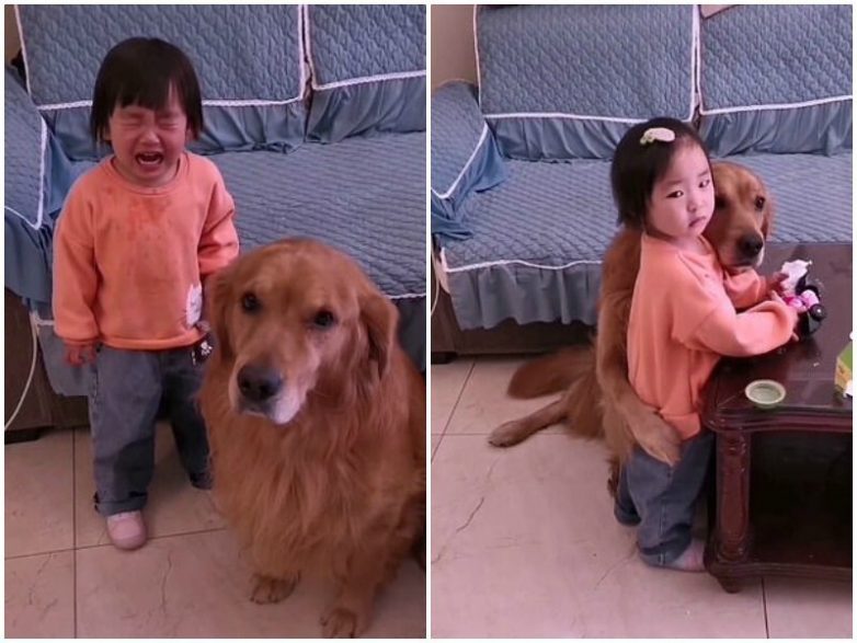 Собака, которая защищает девочку от маминой ругани