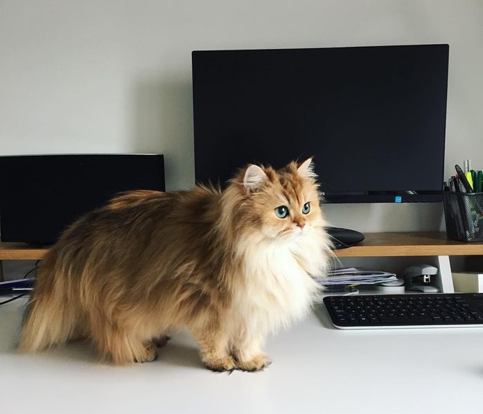 Самые популярные кошачьи аккаунты в Instagram