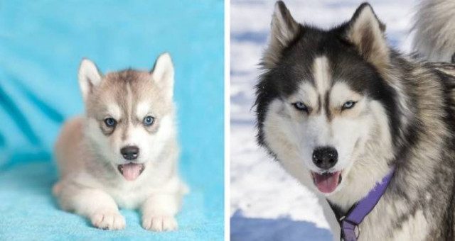 Как выглядят собаки разных пород