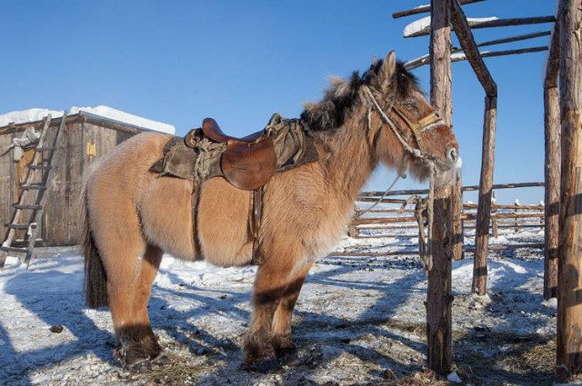 Уникальные якутские лошади, которые выдерживают температуру до 70 градусов мороза