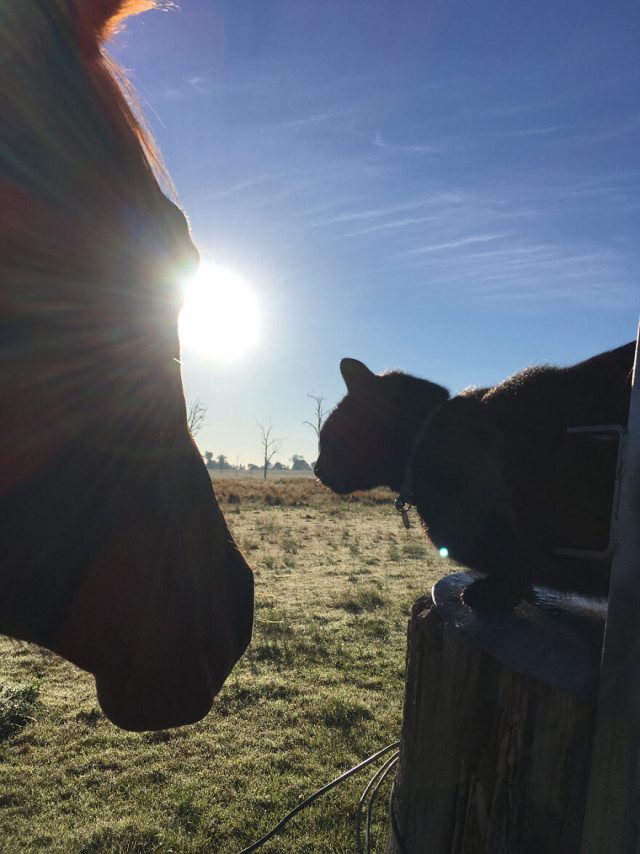 18 фотографий кошки и лошади, которые являются лучшими друзьями
