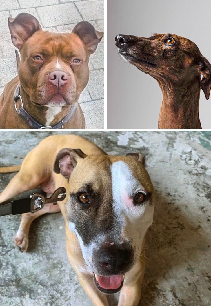 15 нечистокровных собак, которые привлекательнее породистых