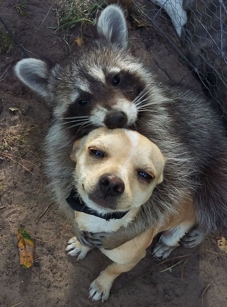 20 душевных снимков истинной дружбы между животными