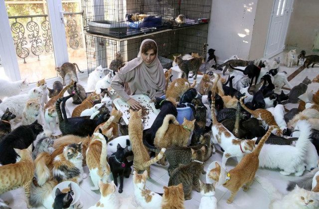 Она живёт в доме с 480 кошками и 12 собаками