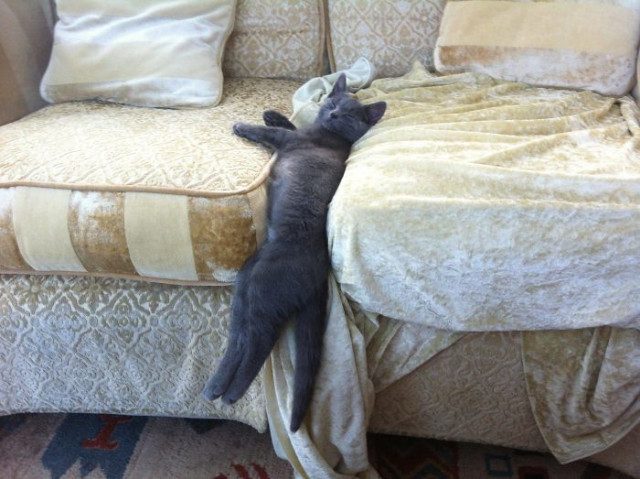 Фотографии, доказывающие, что у кошек весьма своеобразное представление об уютном лежаке