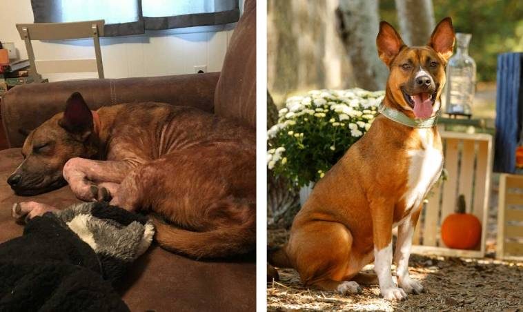 18 счастливых собак, которые были на грани гибели, но оказались спасены хорошими людьми