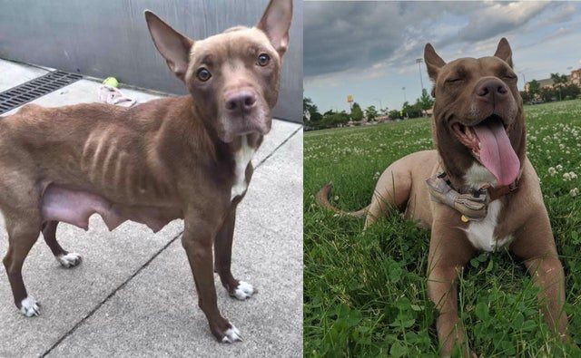 18 счастливых собак, которые были на грани гибели, но оказались спасены хорошими людьми
