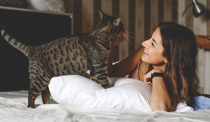 8 фактов о кошках, после прочтения которых так и хочется их затискать и отблагодарить вкусняшкой