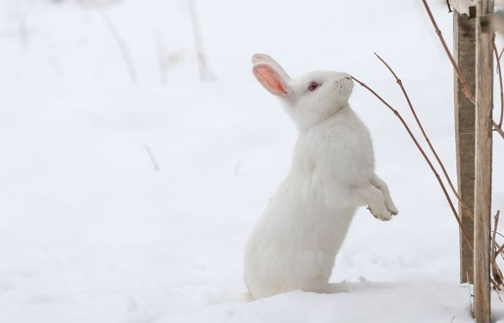 Теплые фото животных, доказывающие, что зима — это отличное время года