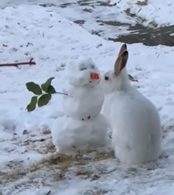 Кролик увидел снеговика с морковкой, не растерялся и сделал это