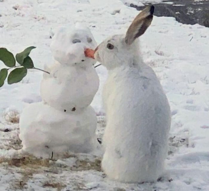 Кролик увидел снеговика с морковкой, не растерялся и сделал это