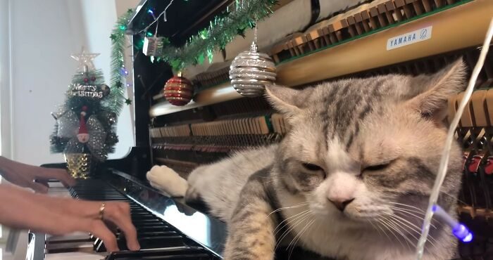 Хозяин играл рождественские песни, кот получал массаж молоточками пианино