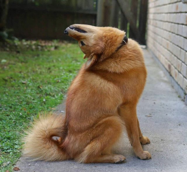 Собака Кико, весело &quot;портящая&quot; совместные фотографии