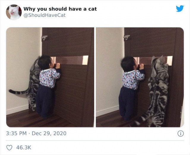 Для детей, которые пытаются убедить своих родителей завести кошку, есть специальный аккаунт в Twitter
