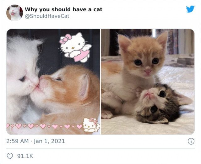 Для детей, которые пытаются убедить своих родителей завести кошку, есть специальный аккаунт в Twitter