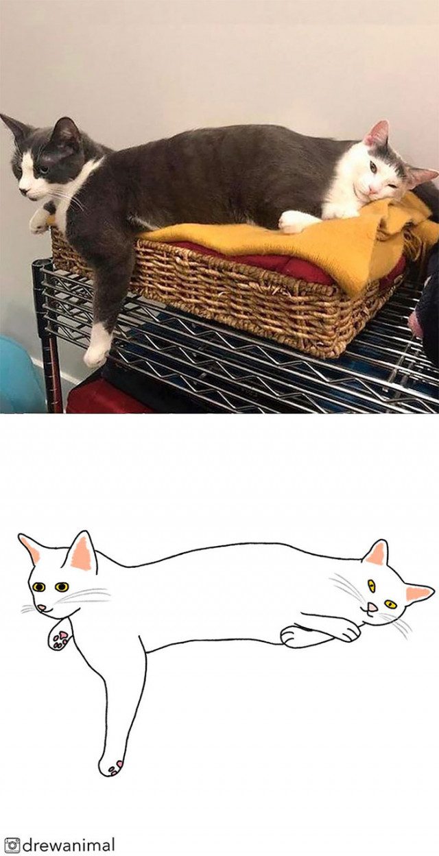Популярные мемы с кошками в виде забавных минималистичных иллюстраций
