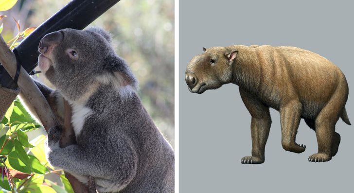 15 фотосравнений животных с их доисторическими предками