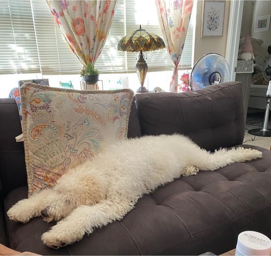 Новый челлендж на самую смешную спящую собаку
