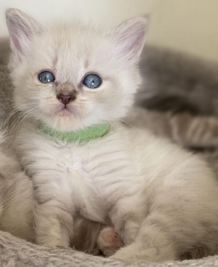 20 кошачьих полукровок, вызывающие зависть даже у их чистокровных родителей