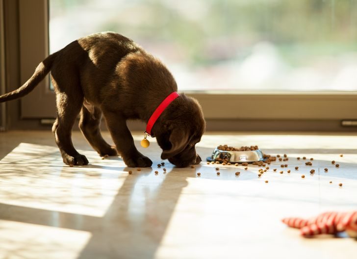 10 собачьих привычек, которые мы понимаем неправильно