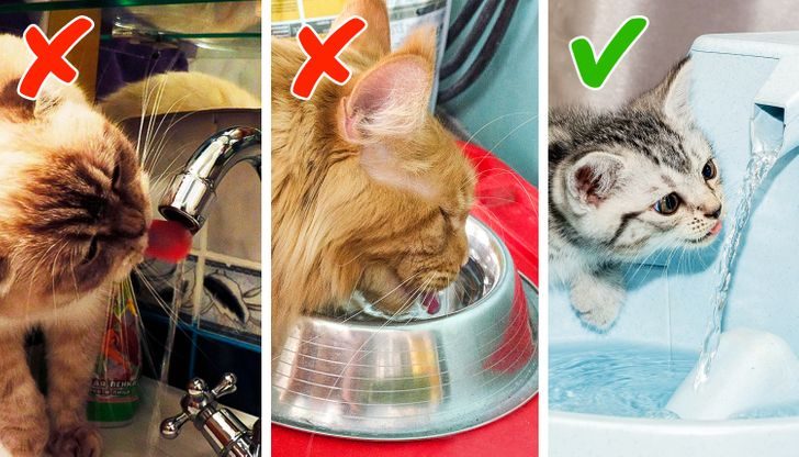 7 кошачьих привычек, которые хозяева часто позволяют и невольно вредят здоровью питомцев