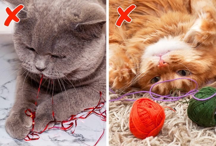 7 кошачьих привычек, которые хозяева часто позволяют и невольно вредят здоровью питомцев