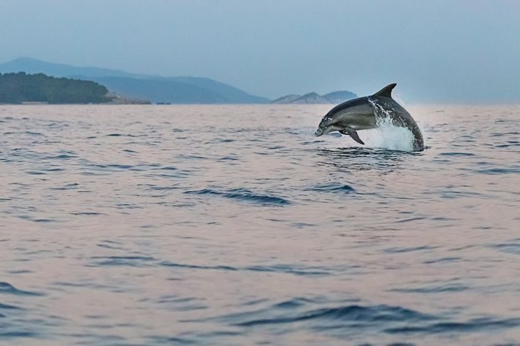 Как на самом деле животные попадают в дельфинарии