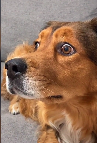 Так выглядит шок: смешная реакция собаки на белку в телевизоре