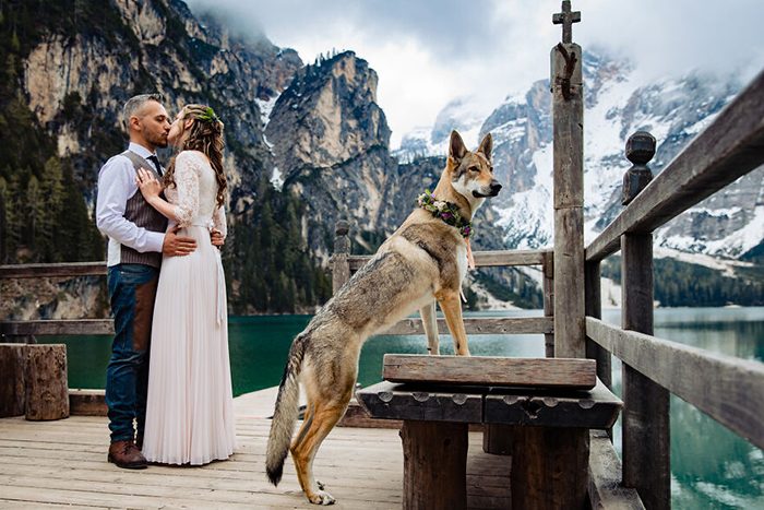 Очаровательные собаки, которые затмили жениха и невесту на свадебных фото