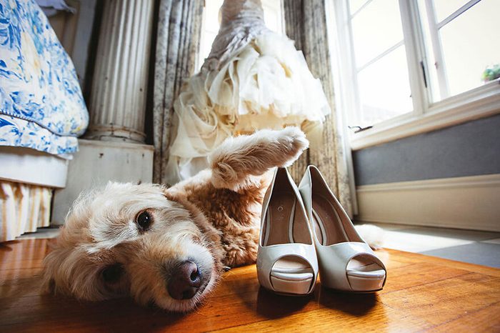 Очаровательные собаки, которые затмили жениха и невесту на свадебных фото