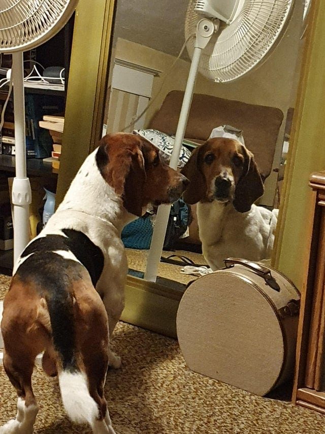 20 встреч животных с зеркалами