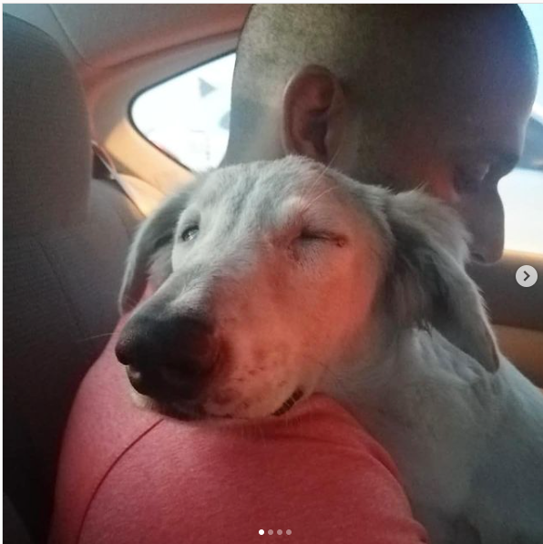 Уличный пес заснул на руках у спасителя