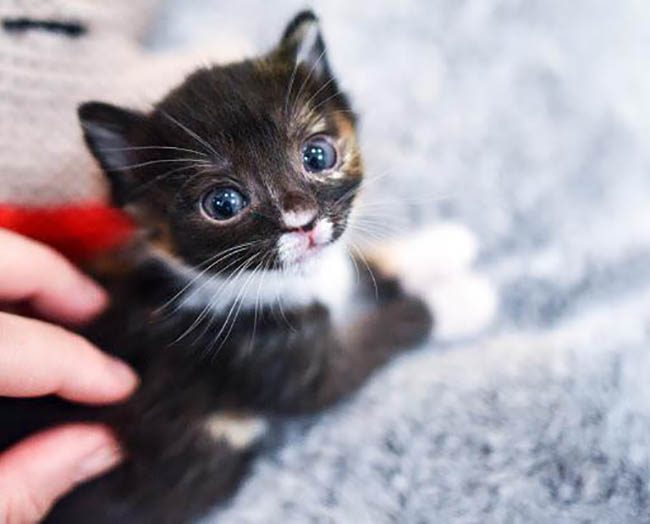 17 милых котеек, которые помещаются на ладошке