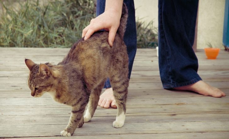 12 фактов, доказывающие, что над кошками природа поработала особенно тщательно