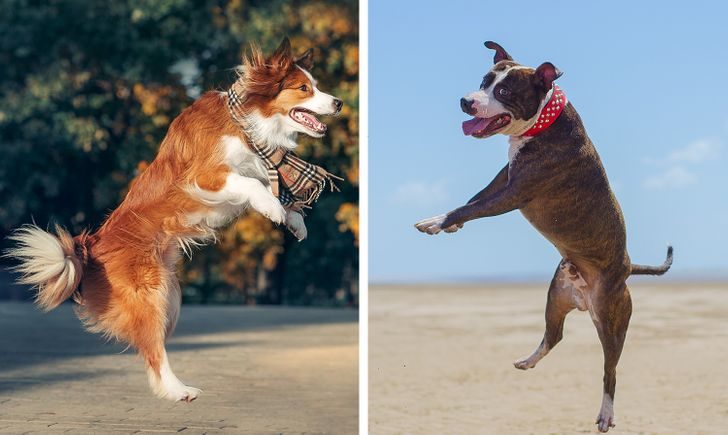 8 признаков того, что ваша собака — одно из счастливейших животных в мире