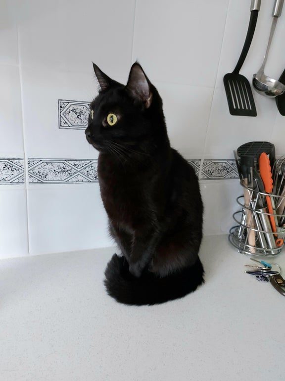 Убедительные доводы, что зря ругают черных кошек, ох и зря