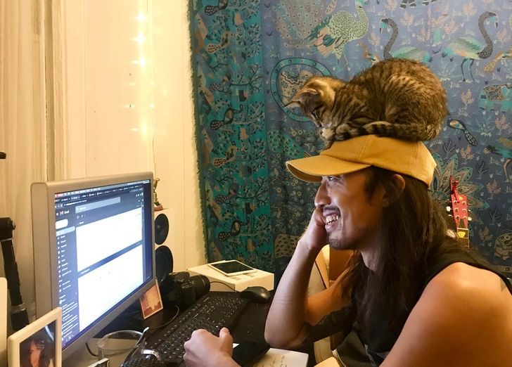 Коты, которые не захотели сидеть на шее у своих хозяев, поэтому нашли работу